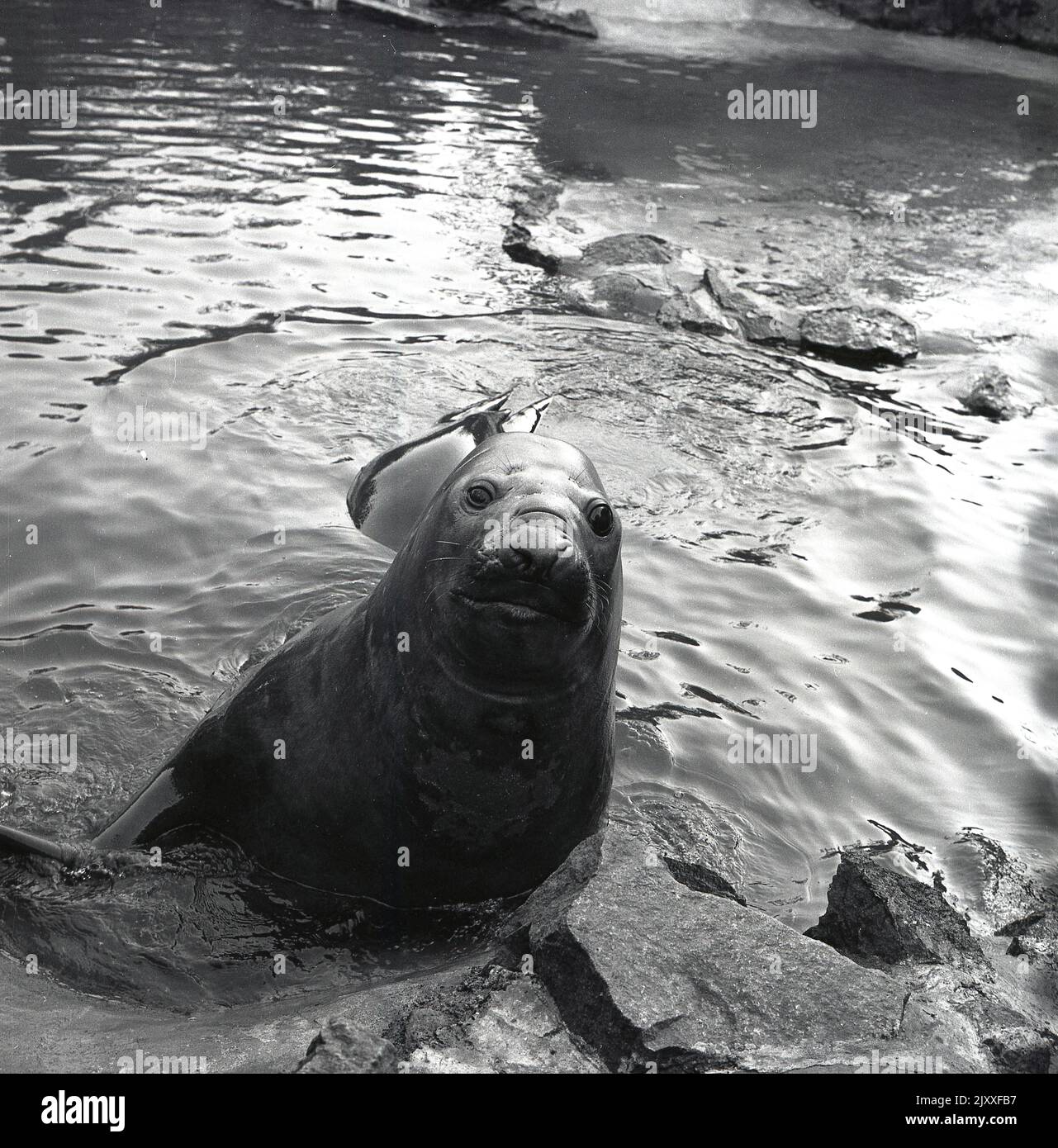 1965, historical, sea lion in water, by rocks, Edinburgh Zoo, Scotland, UK. Stock Photo