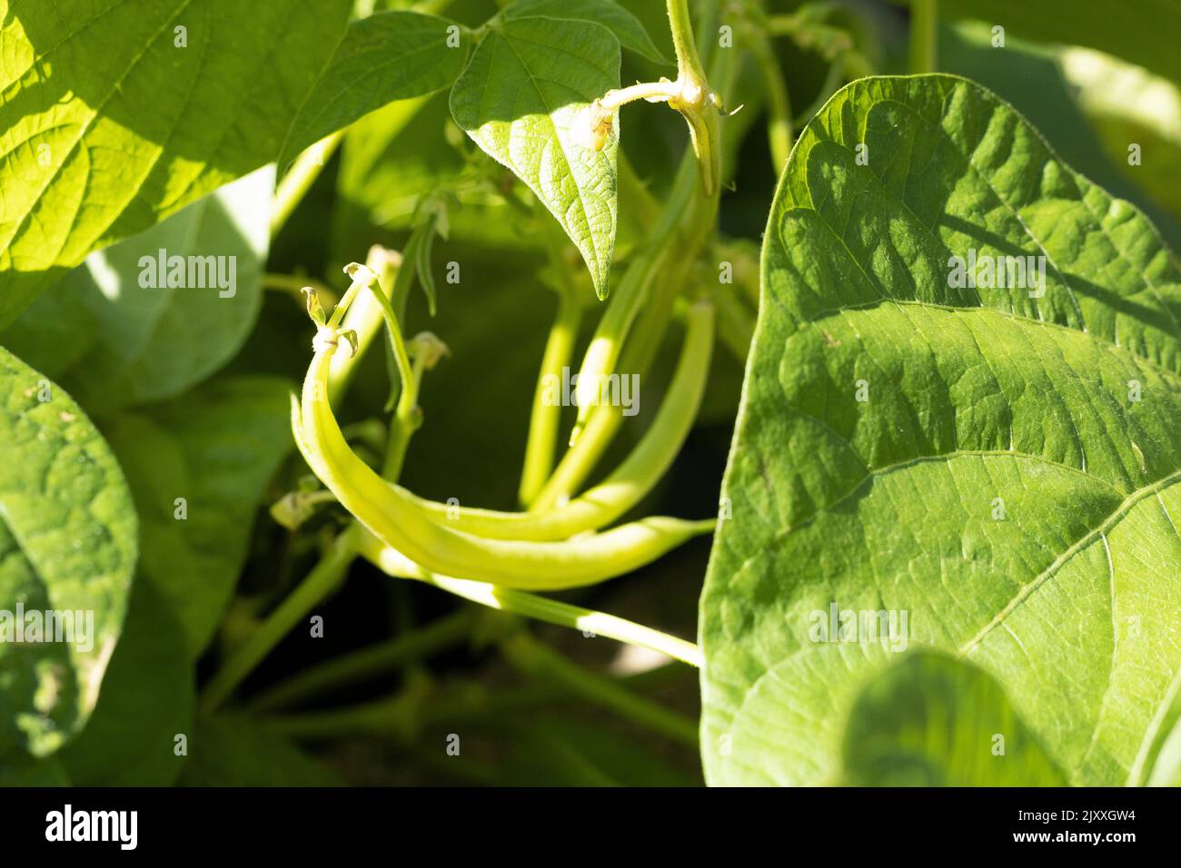 Phaseolus vulgaris 'Gold Rush' yellow wax beans Stock Photo Alamy