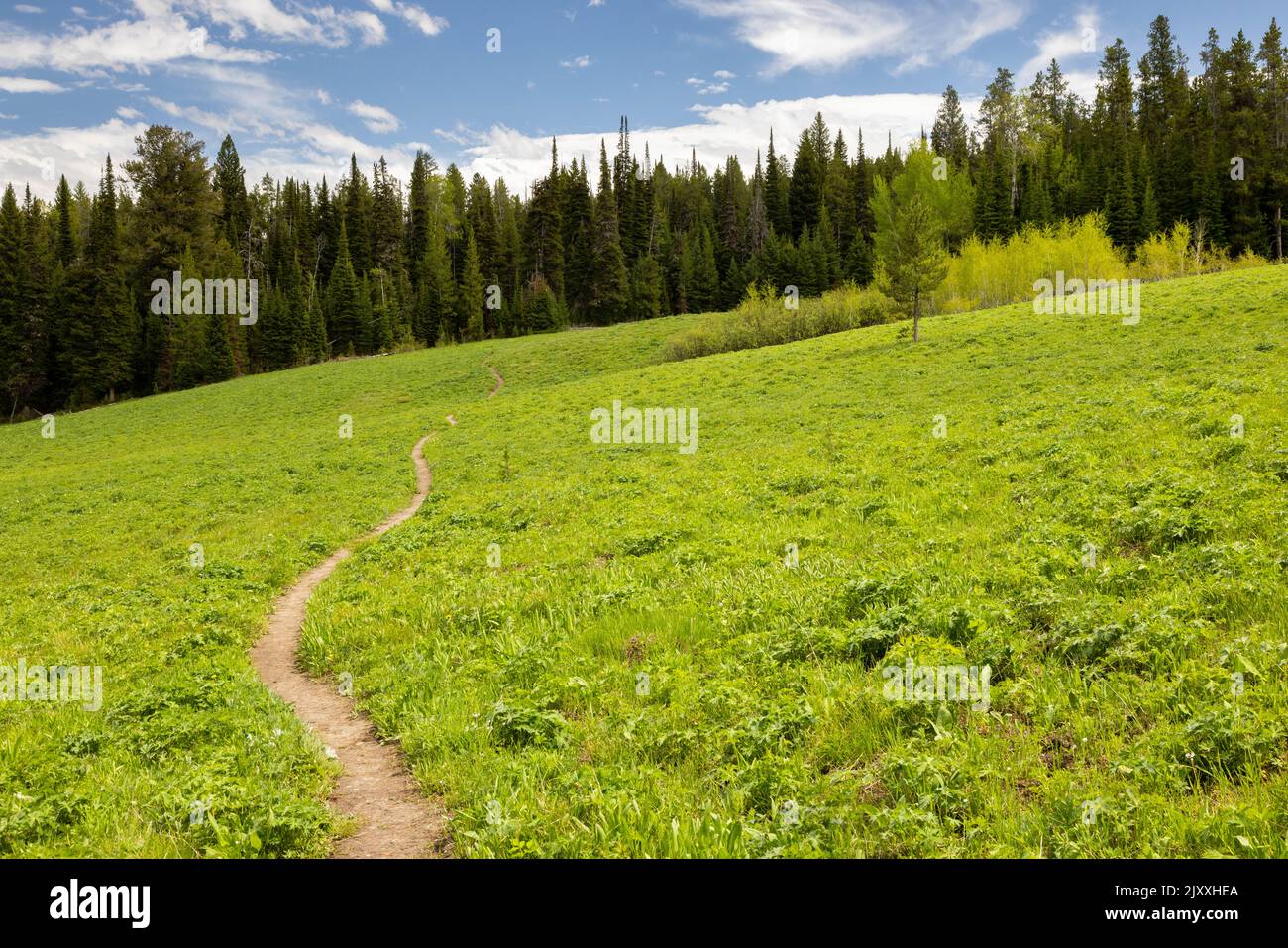 The Two Ocean Lake Trail winding through a large meadow below a dense ...