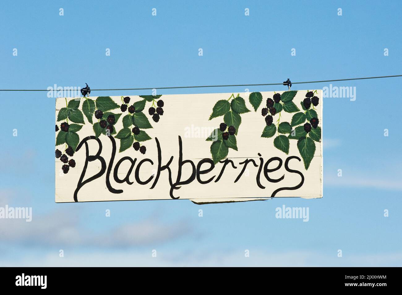 Blackberries sgn at farm stand Stock Photo