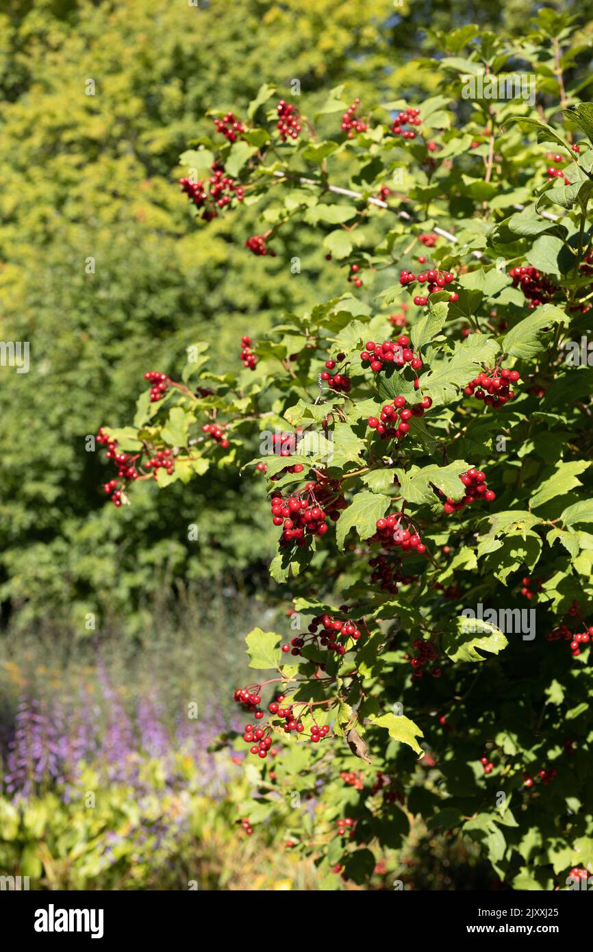 Viburnum trilobum 'Wentworth' Stock Photo Alamy
