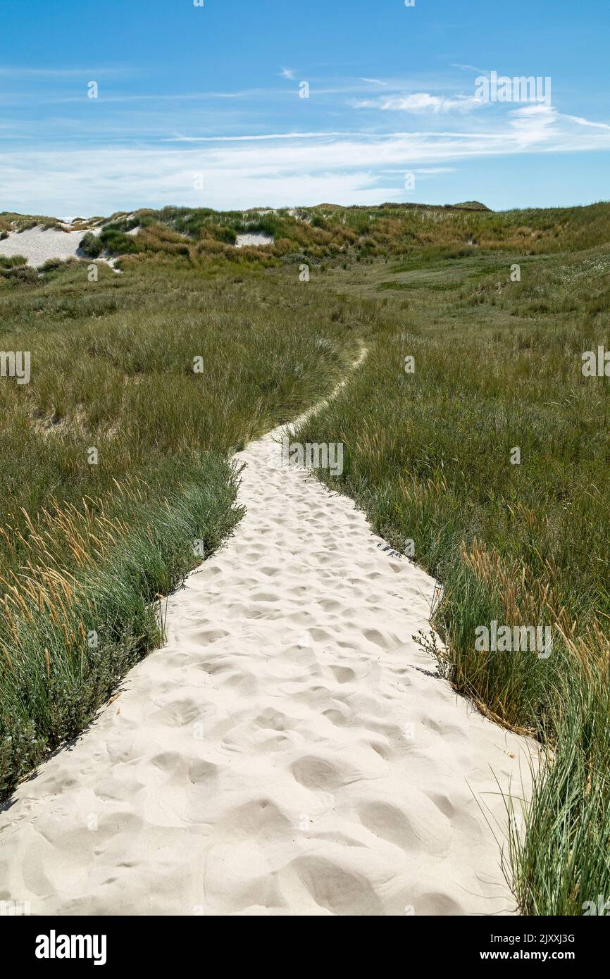Hiking trail through the dunes, Amrum Island, North Friesland, Schleswig-Holstein, Germany Stock Photo