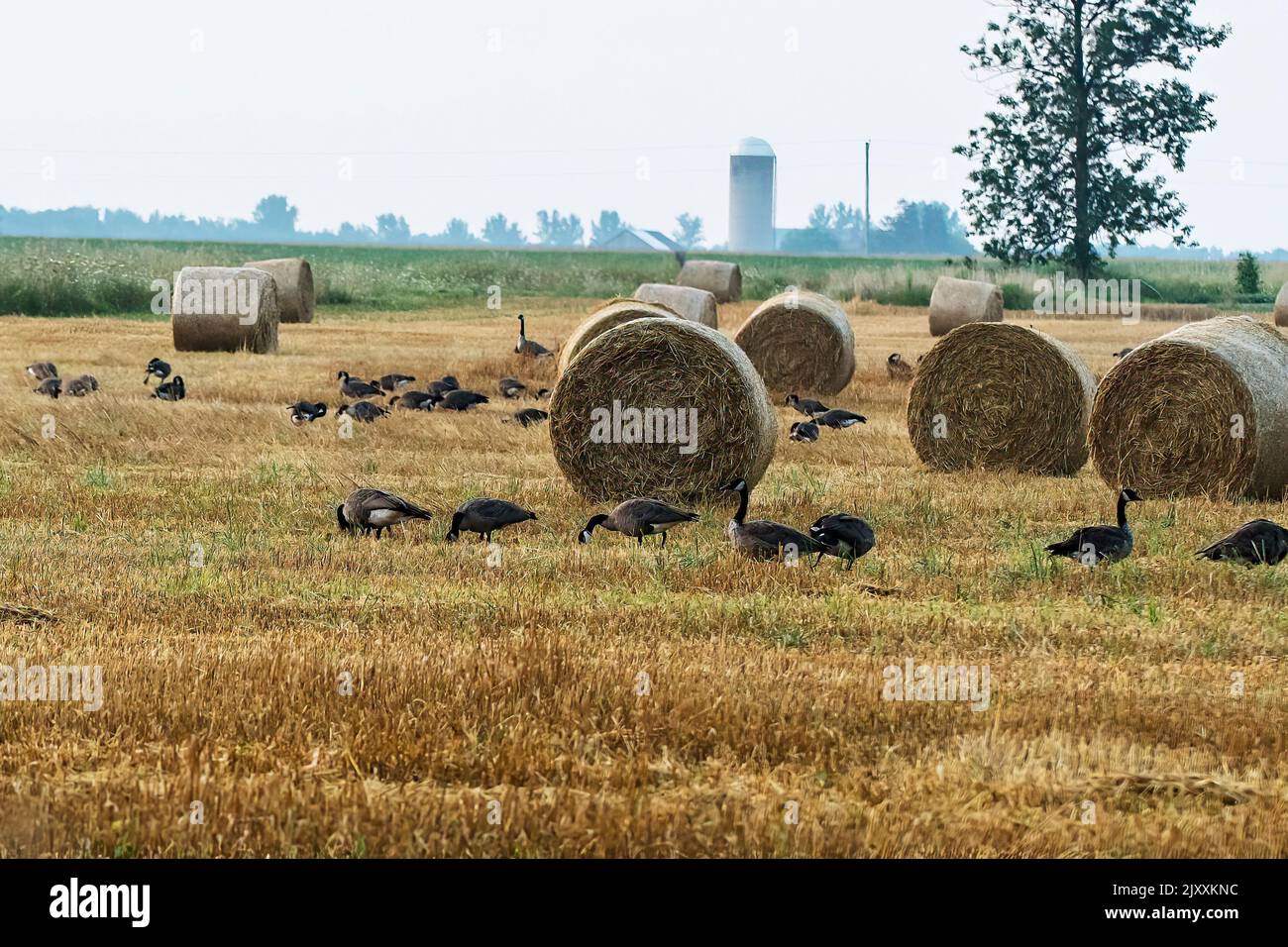 Farm field with hay bales and Canada geese in Ontario Canada Stock Photo