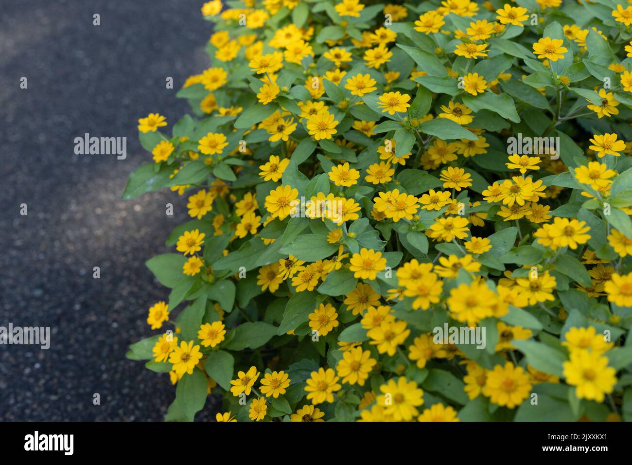 Melampodium paludosum 'Jackpot Gold' flowers. Stock Photo