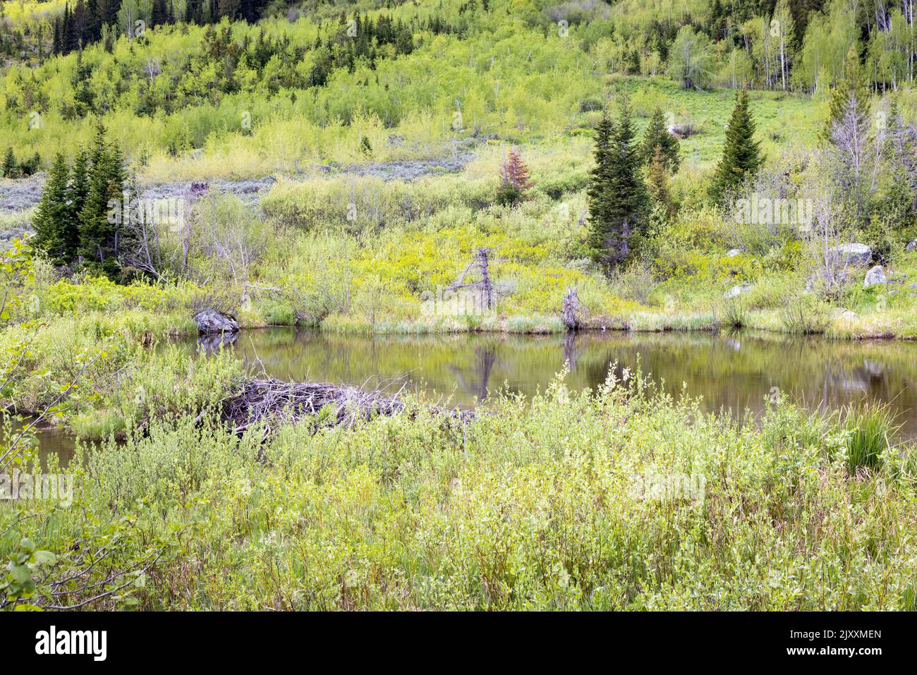 Beaver ponds reflecting the forest vegetation at the base of Mount