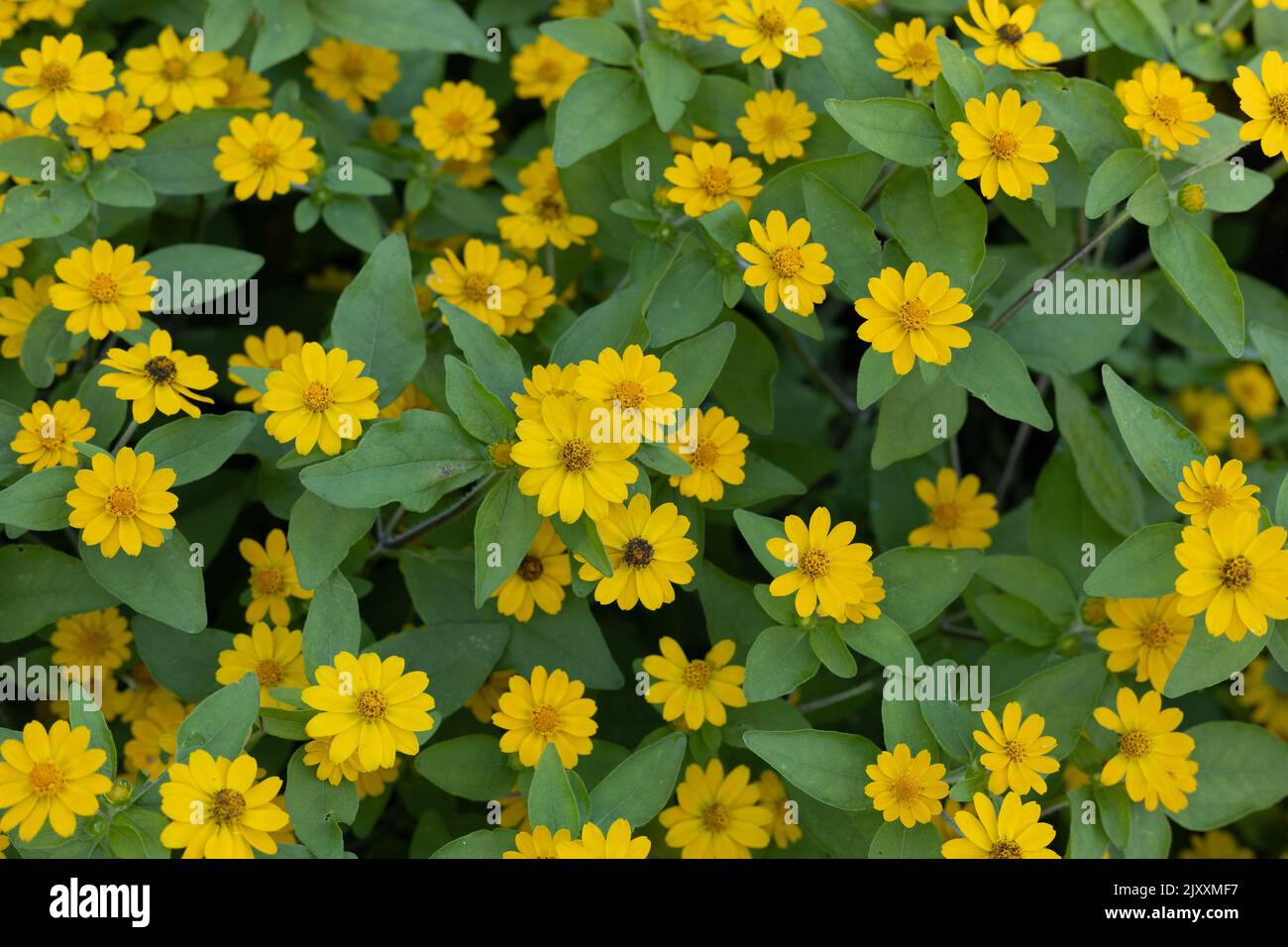 Melampodium paludosum 'Jackpot Gold' flowers Stock Photo Alamy