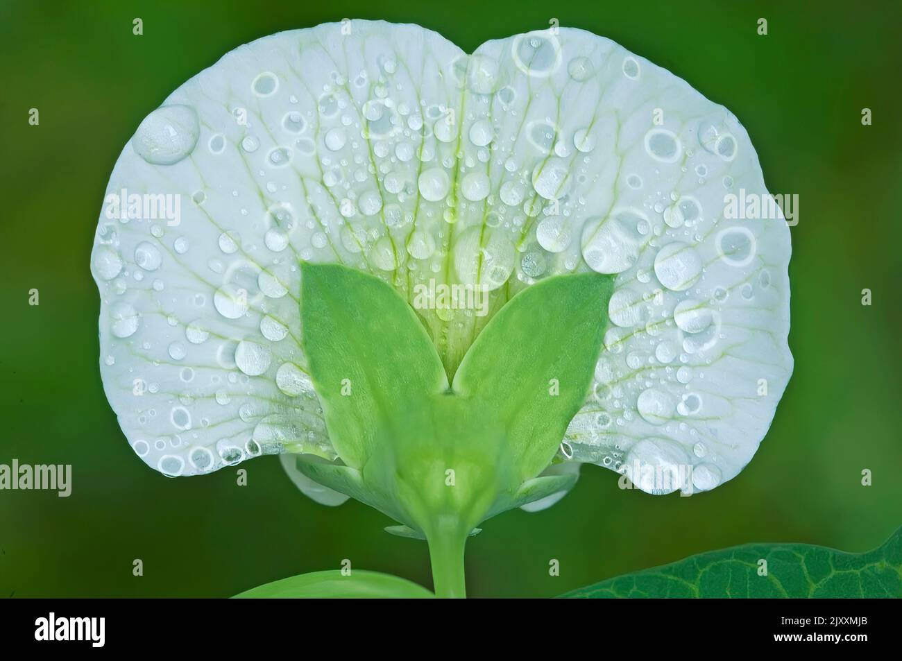 Garden pea blossom with water droplets Stock Photo