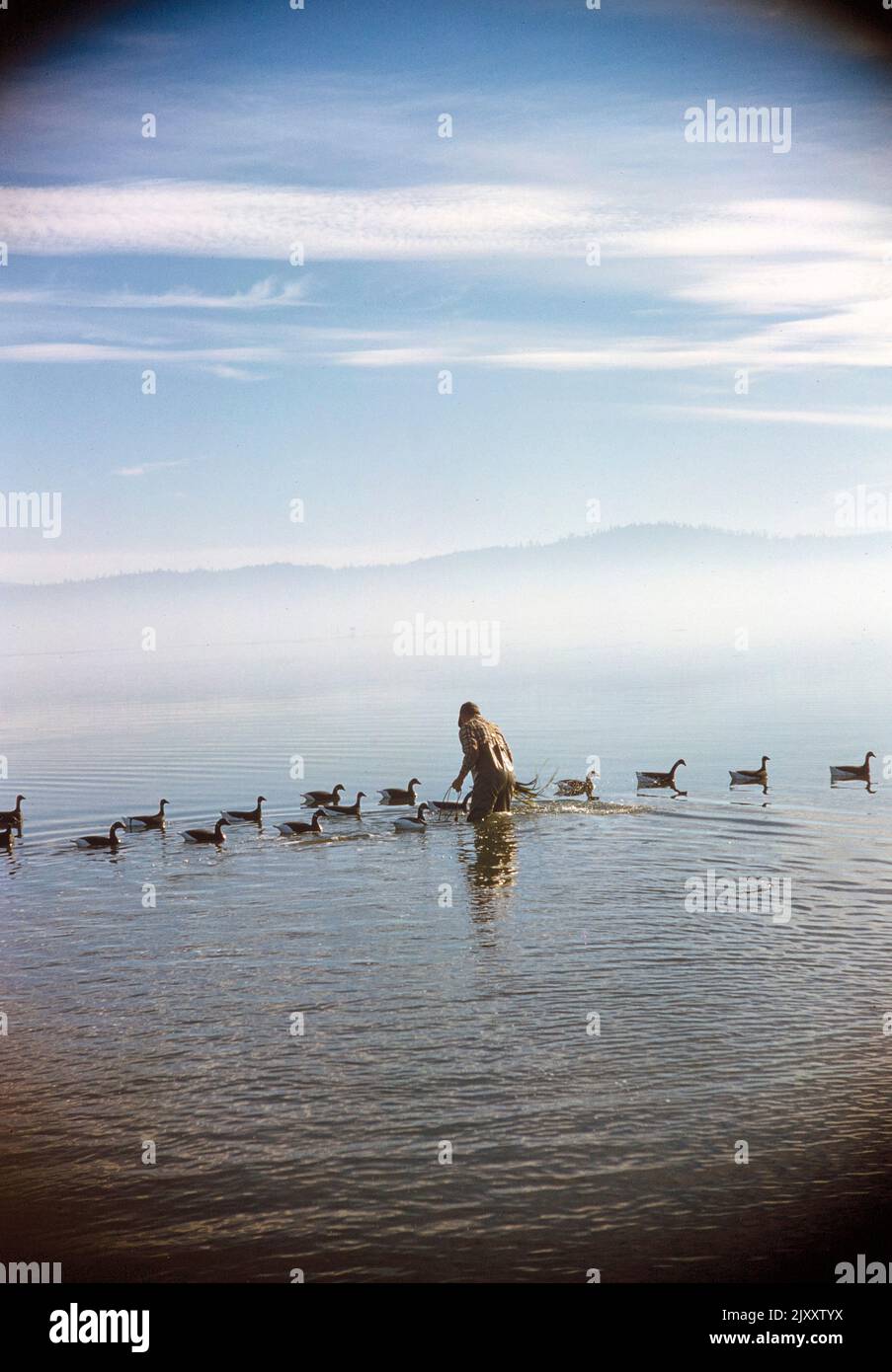 Rear View of Man standing in water with Duck Decoys, California, USA, Toni Frissell Collection, November 1959 Stock Photo