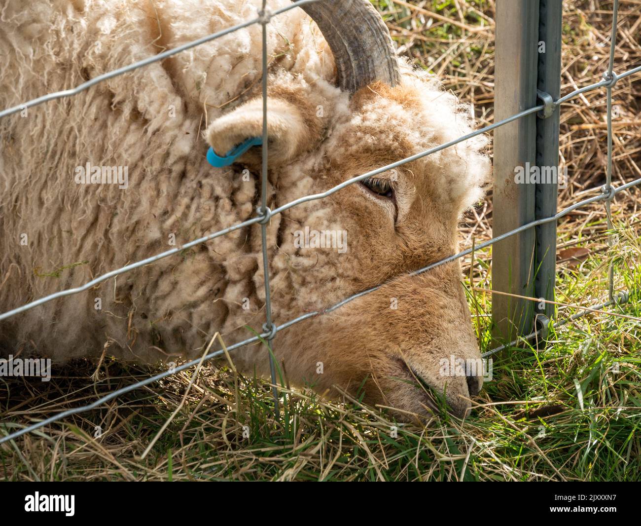 Concept image - 'The grass is greener on the other side of the fence' illustrated by a Portland sheep eating grass through wire fence. Stock Photo