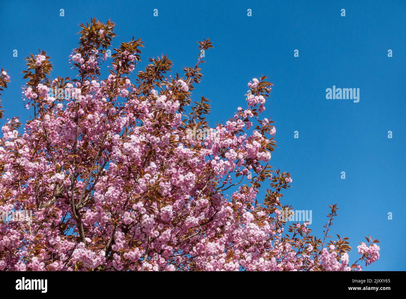 Pink cherry blossom flowers against blue sky in UK in Spring Stock Photo