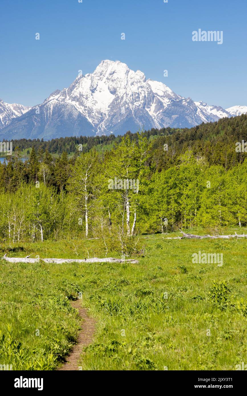 Mount Moran rising high above the Emma Matilda Lake Loop Trail as it