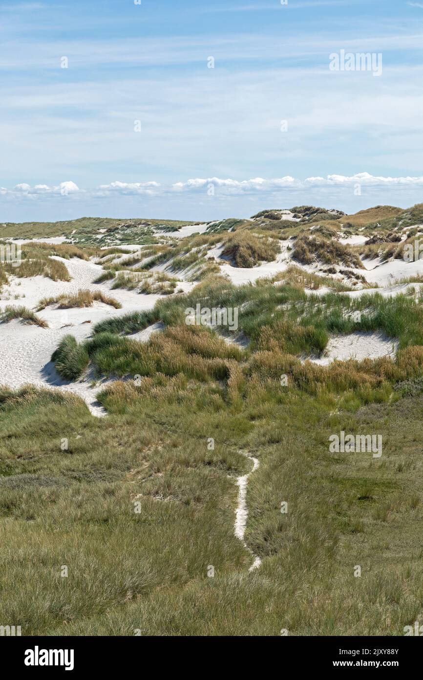 dunes, Amrum Island, North Friesland, Schleswig-Holstein, Germany Stock Photo