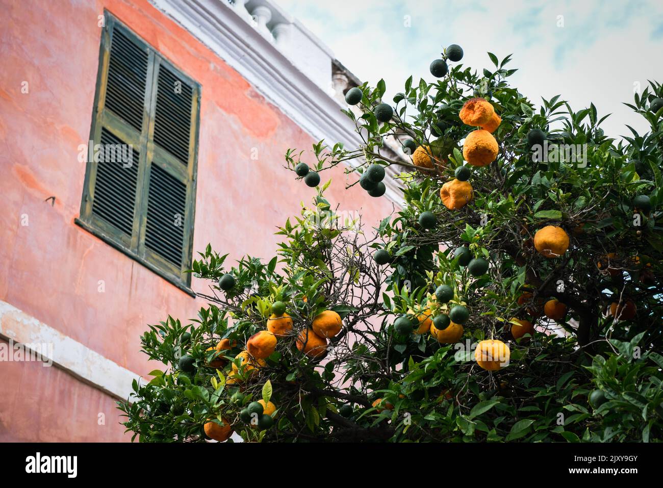 Orange and lime fruit grow in the tree with a building in the background from low angle Stock Photo