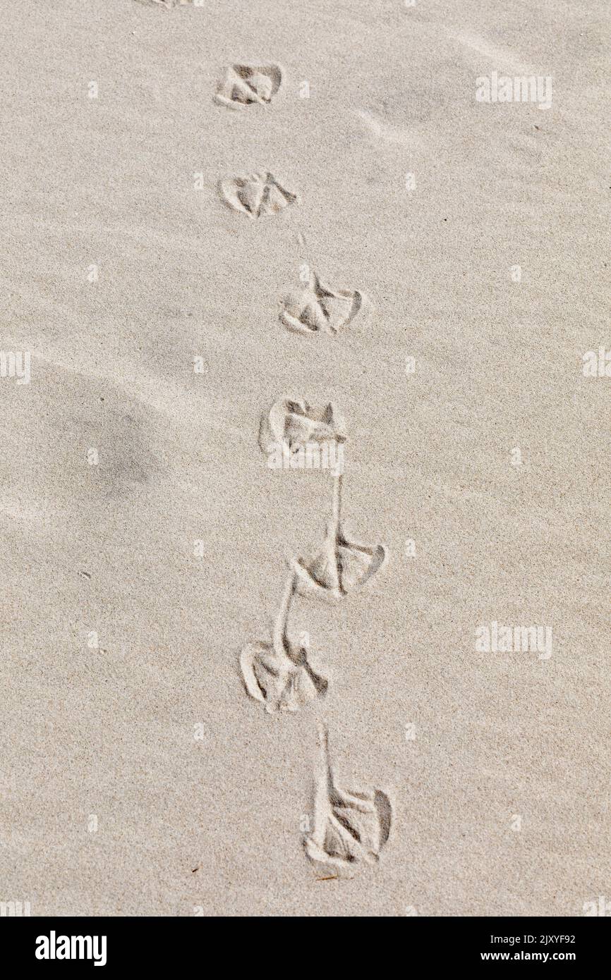 footmarks of gulls, Kniepsand beach, Amrum Island, North Friesland, Schleswig-Holstein, Germany Stock Photo