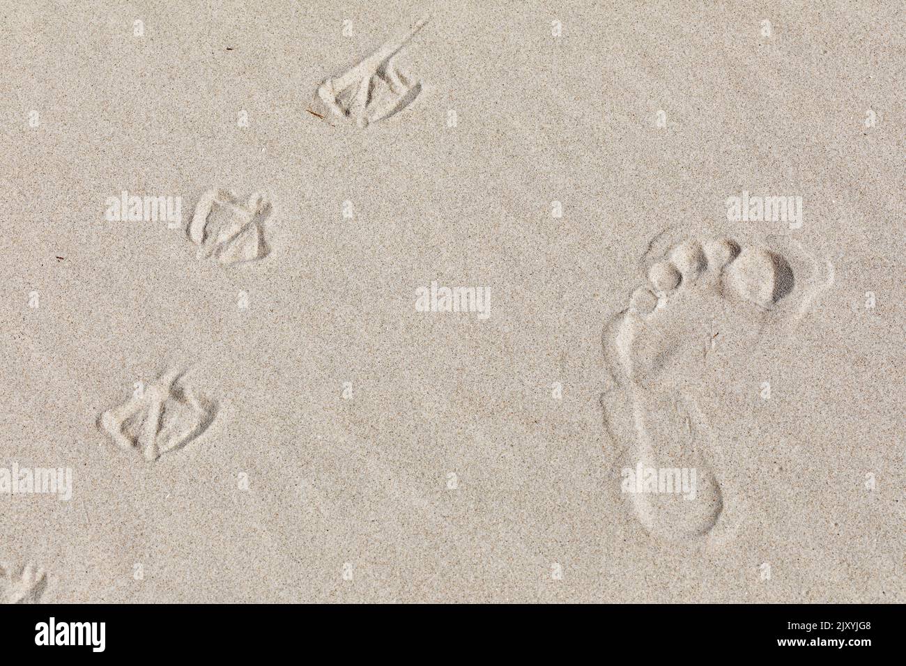 footmarks of a person and gulls, Kniepsand beach, Amrum Island, North Friesland, Schleswig-Holstein, Germany Stock Photo