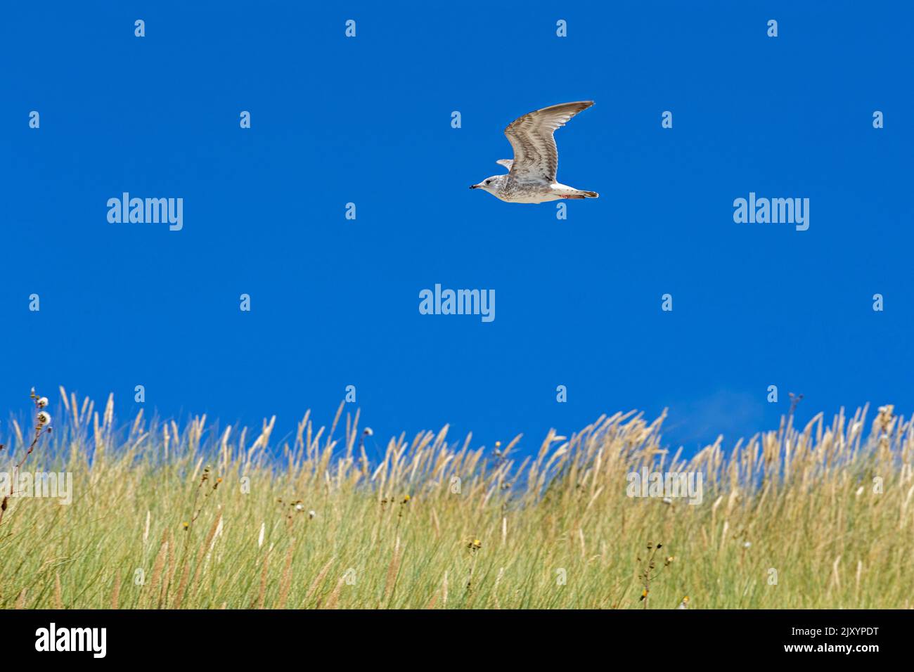 flying young gull, dunes, Amrum Island, North Friesland, Schleswig-Holstein, Germany Stock Photo