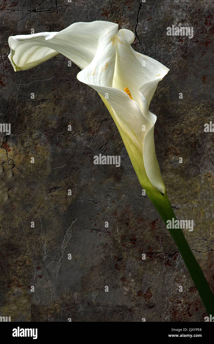 Calla lilies and cracked cement wall on background Stock Photo