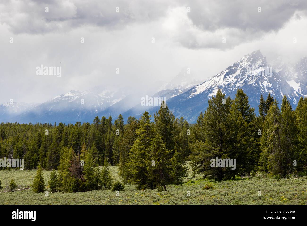 Stormy weather moving in over the Teton Mountains and the evergreen forests along the Signal