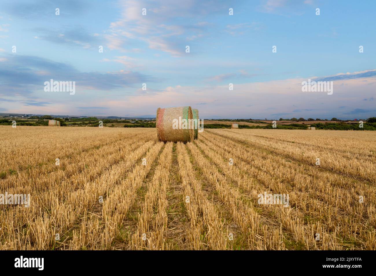 A field of rolled hay bales in West Wales, UK Stock Photo