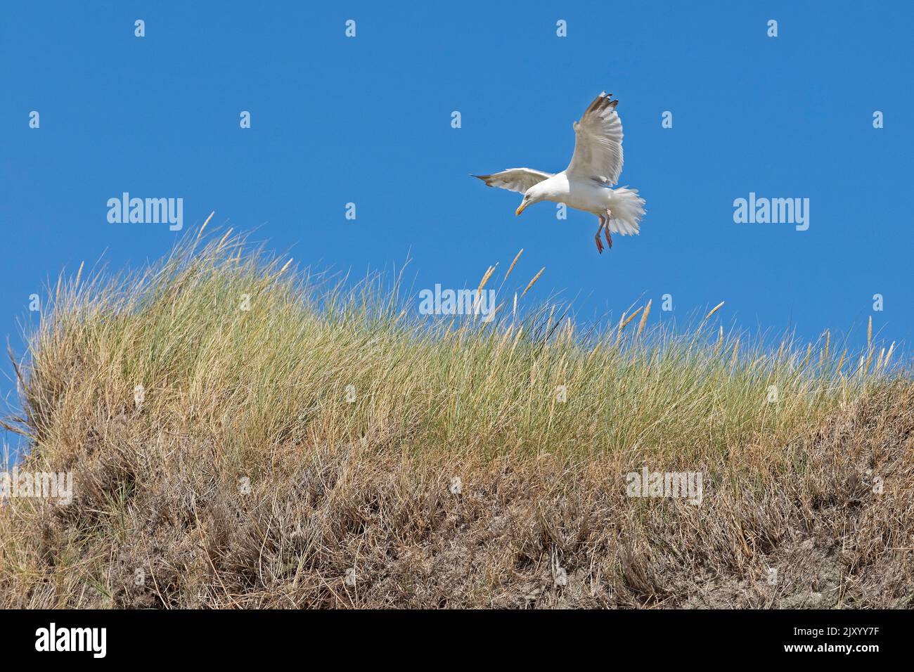 herring gull landing, (Larus argentatus), dunes, Amrum Island, North Friesland, Schleswig-Holstein, Germany Stock Photo