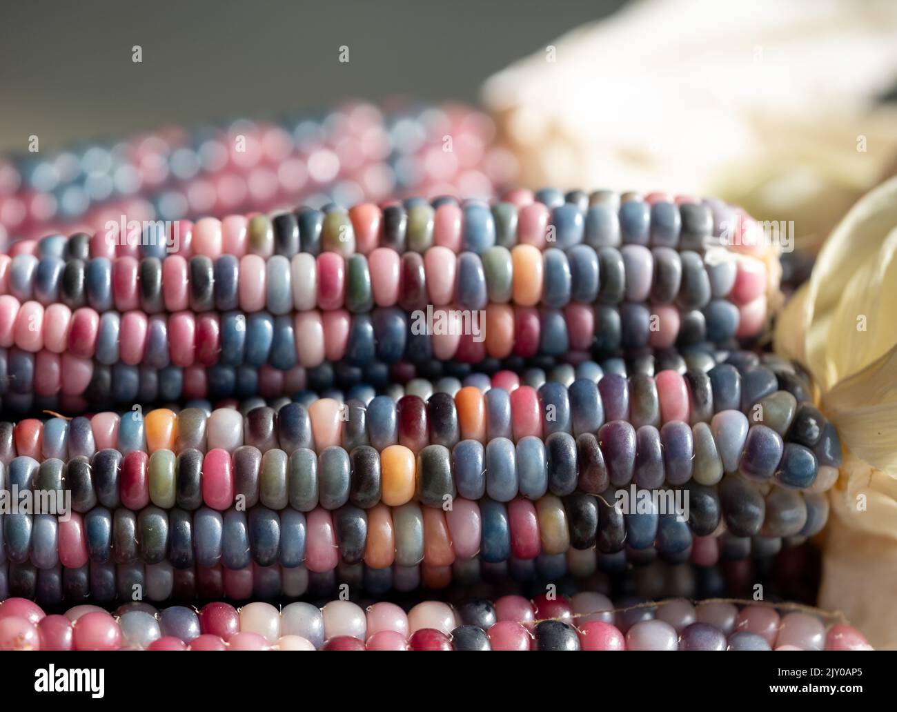 Zea Mays gem glass cobs of corn, also known as calico, flint or fiesta