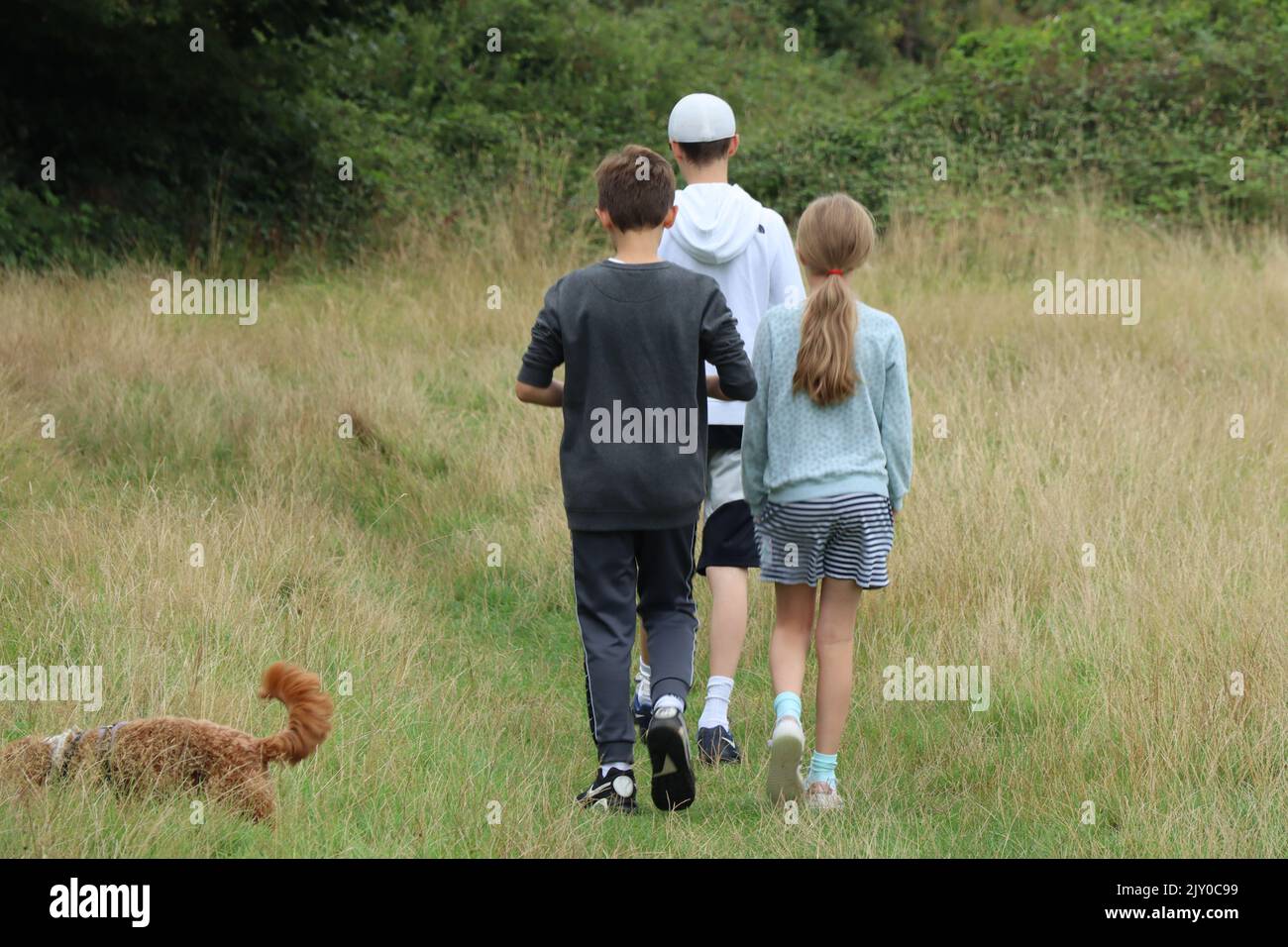 Brothers and sister walk their dog along a path in a grassy meadow