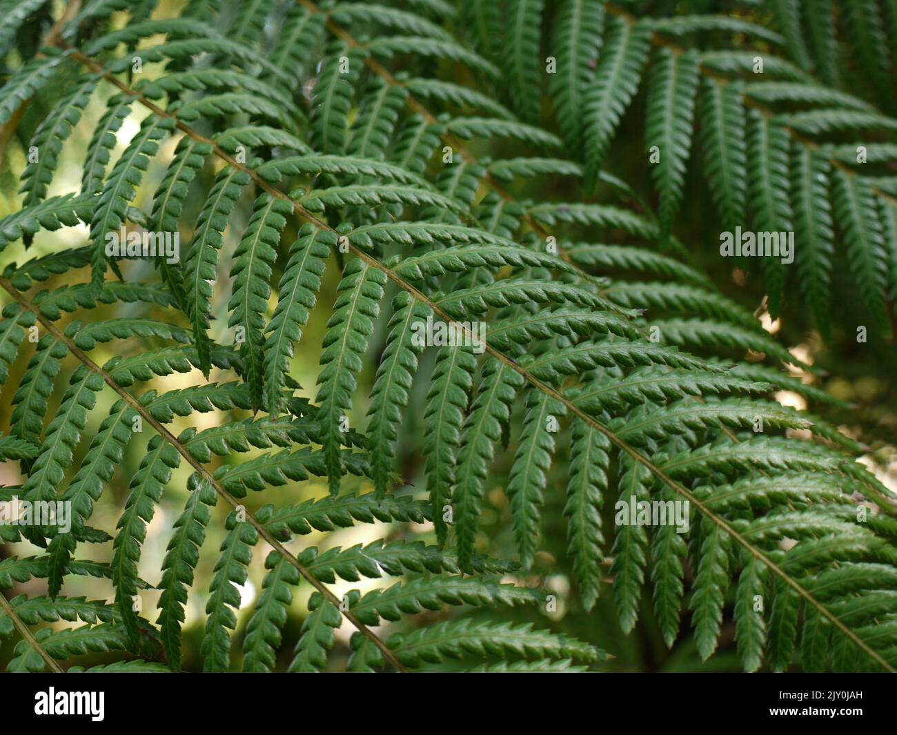 Fern farn hi-res stock photography and images - Alamy