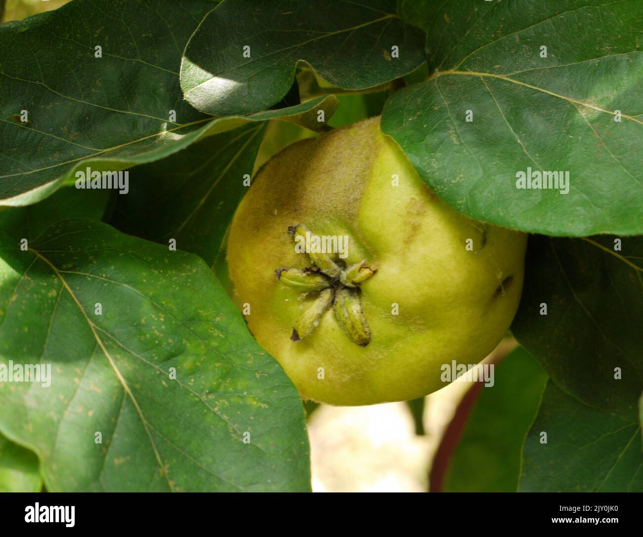 Quitte- Cydonia fruit and leafs at tree Stock Photo