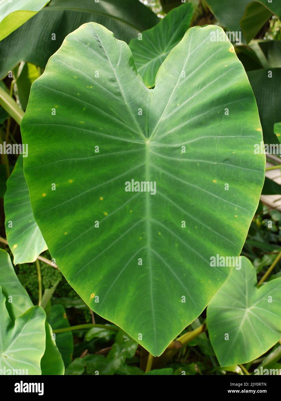green-heart-shaped-leaf-stock-photo-alamy