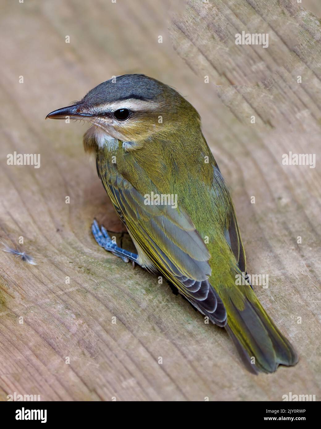 Baby Finch bird close-up profile back view, displaying small feet, tail
