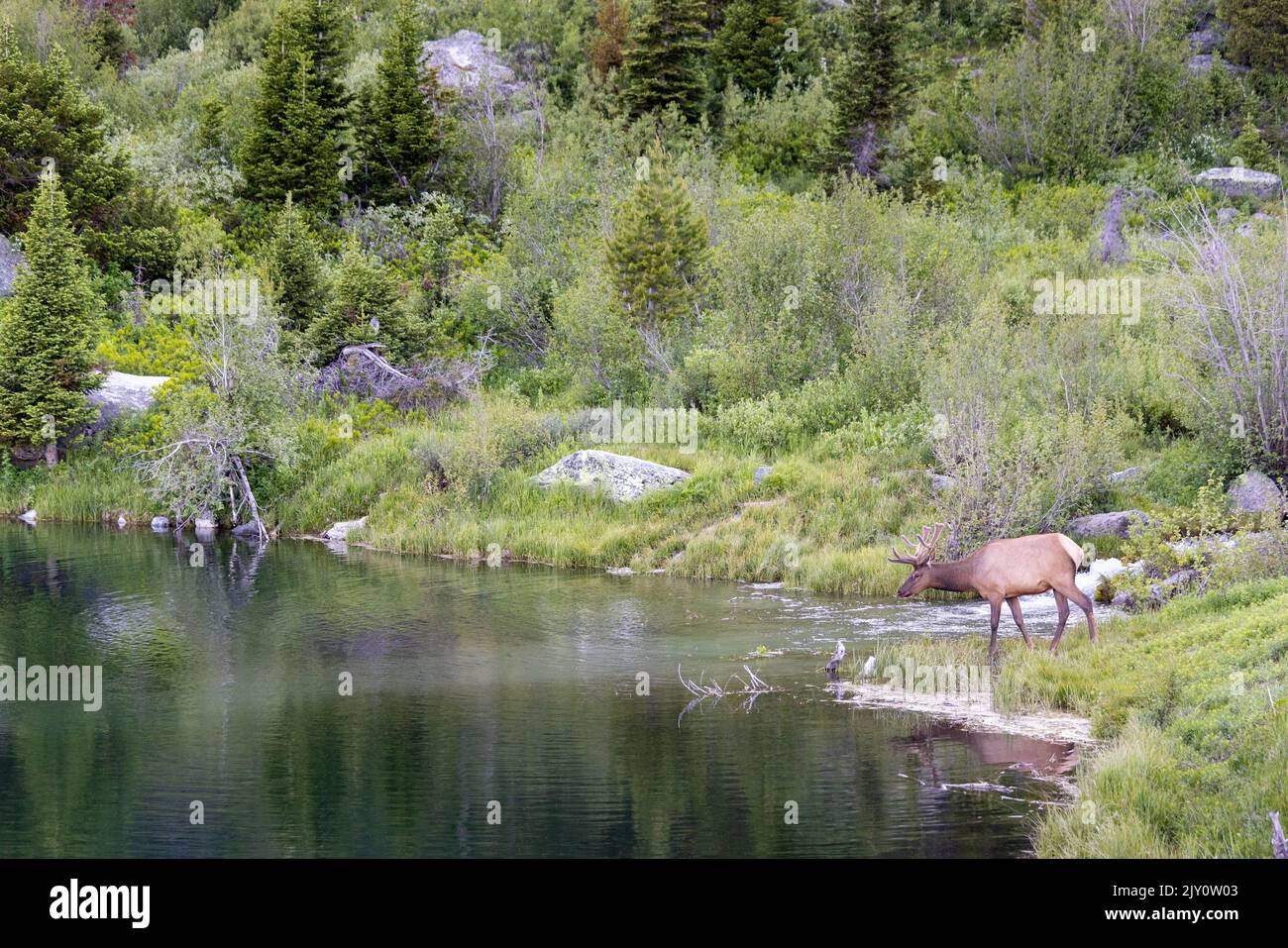 A bull elk looking into the clear waters of Trapper Lake along its