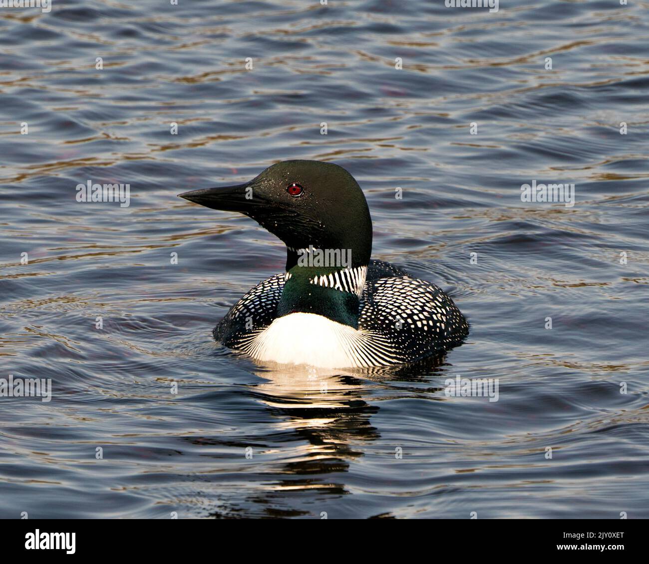 Loon close-up profile front view swimming in the lake in its environment and habitat, displaying red eye, white and black feather plumage. Stock Photo