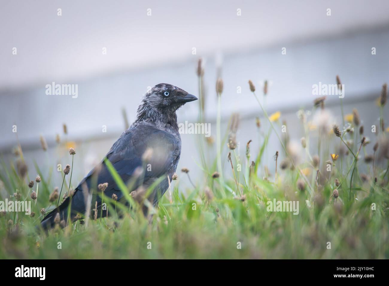 Coloeus Monedula or Corvus Monedula on the grass in the city. Western Jackdaw bird from Corvidae or crow family. Stock Photo