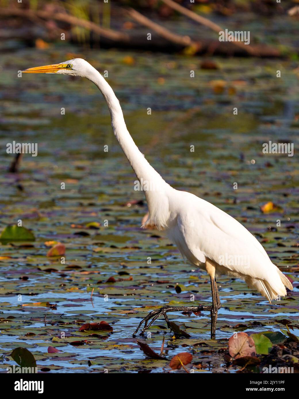 Great White Egret close-up profile side view in shallow water with foliage and water lily pads background in its environment and wetland habitat. Stock Photo