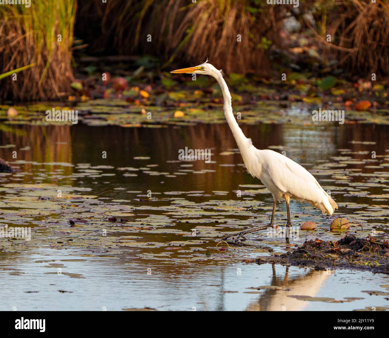 Great White Egret close-up profile side view in shallow water with foliage and water lily pads background in its environment and wetland habitat. Stock Photo