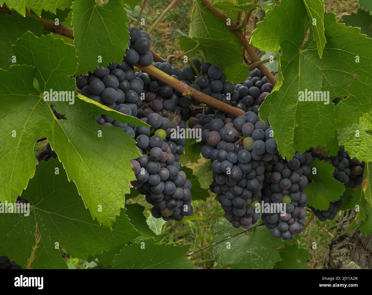 Bunches of Pinot Noir grapes ripening  in the Alsace sunshine Stock Photo