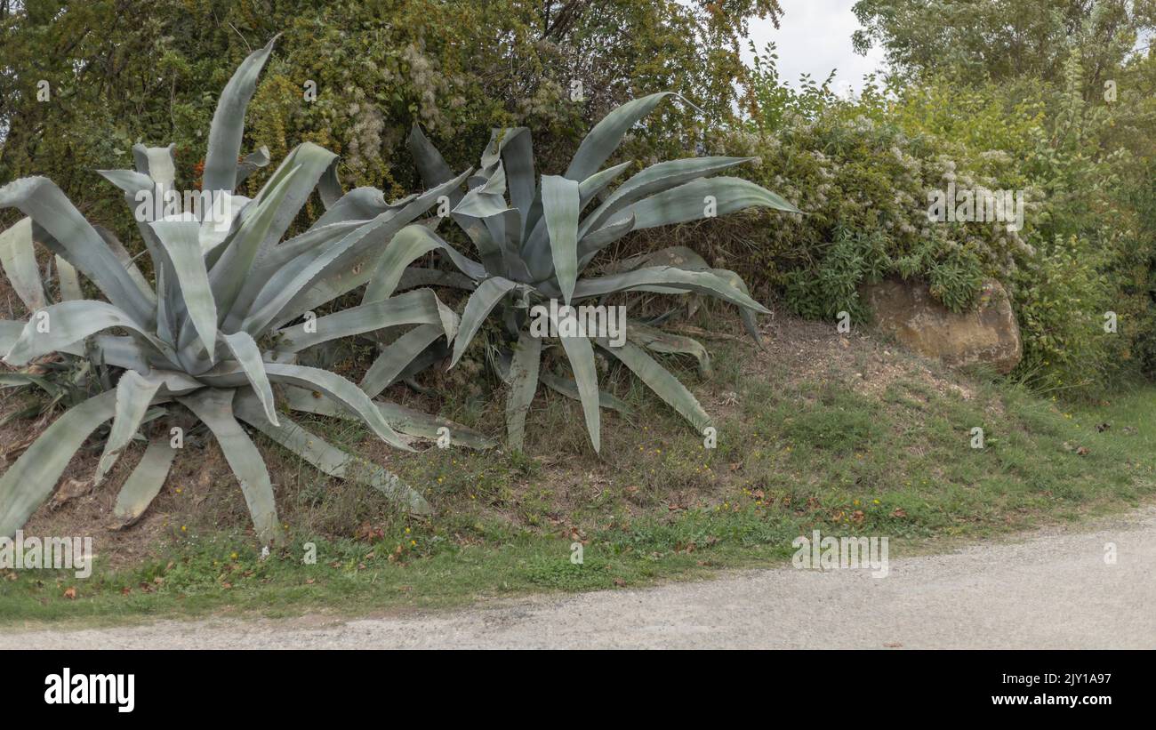 Giant blue agave plants growing by the side of the road in the Southern