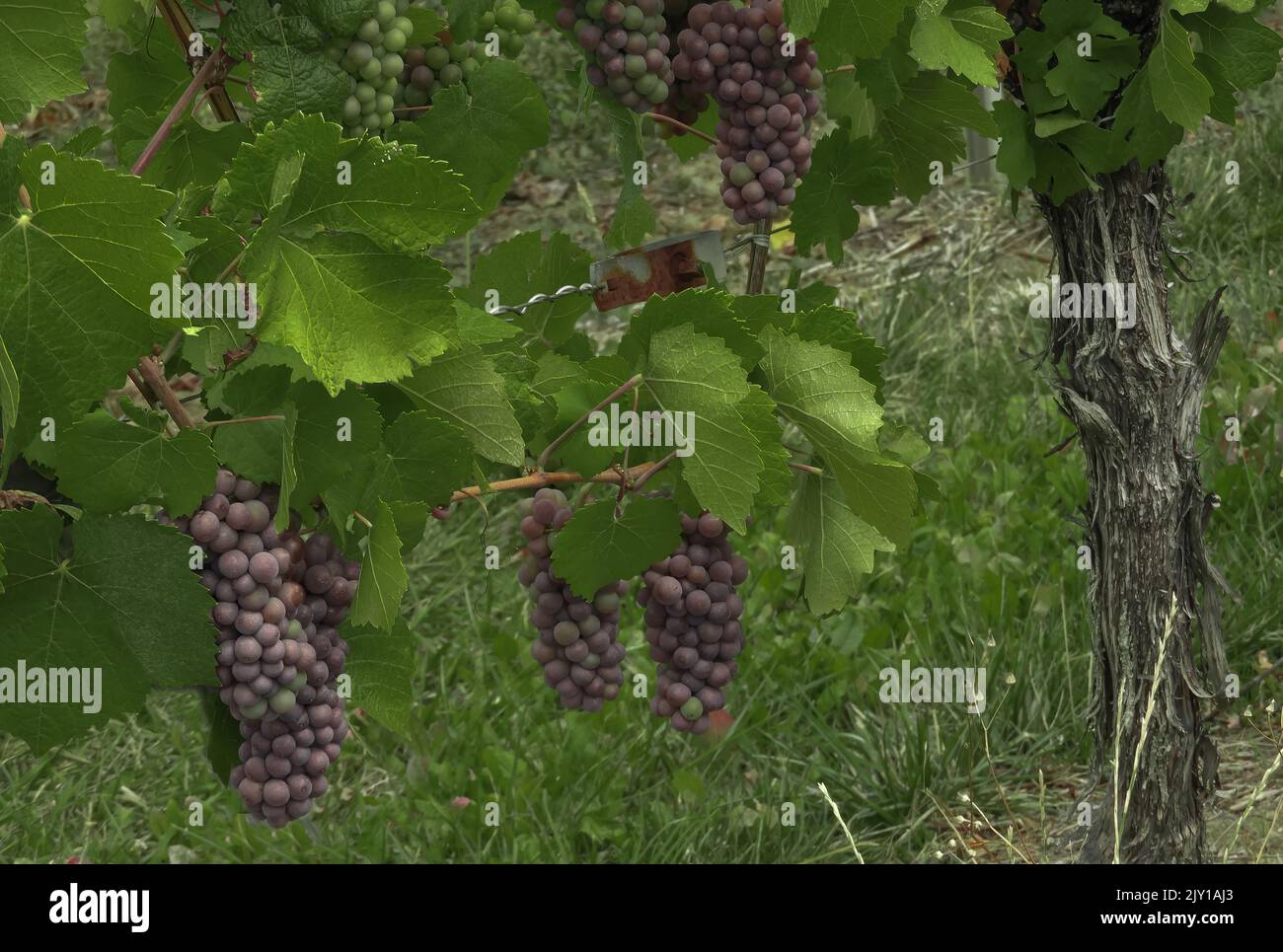 Pinot Gris grapes growing in the vineyards of Alsace      in Eastern France Stock Photo