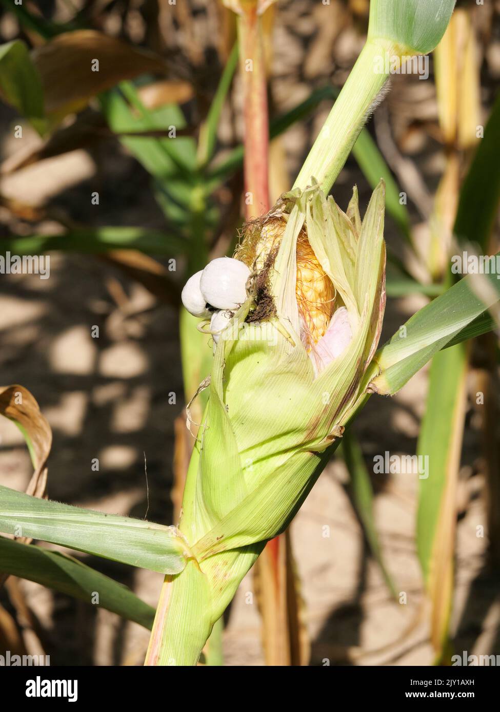 Young silver-grey smuts, corn smut sporangia on corn cobs Stock Photo