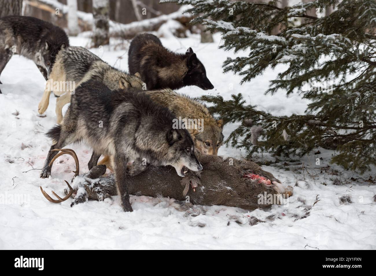 Grey Wolf (Canis lupus) Pack Shoulder in on White-Tail Deer Carcass Winter - captive animals Stock Photo