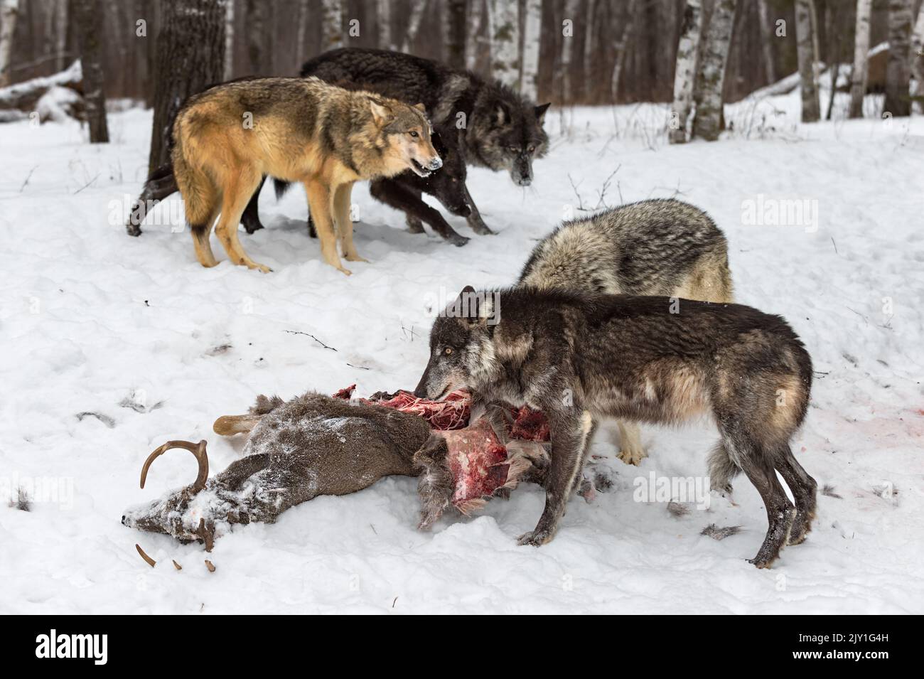 Black Phase Grey Wolf (Canis lupus) Guards White-Tail Deer Carcass Winter - captive animals Stock Photo