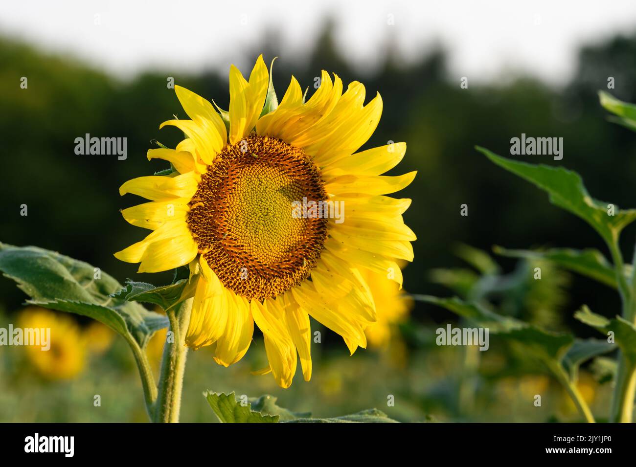 Sunflower Face Glows in Sun summer Stock Photo Alamy
