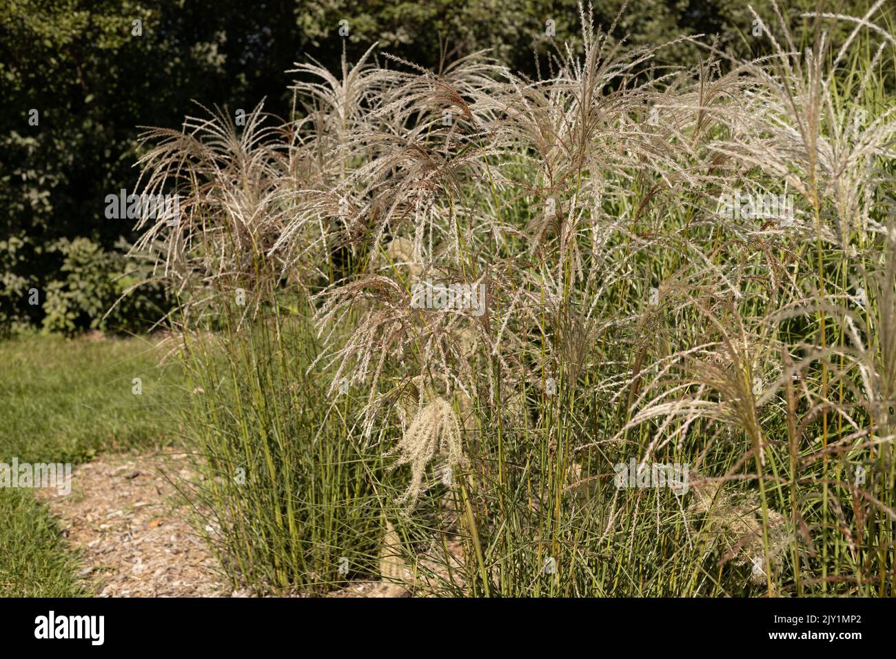 Miscanthus sinensis 'Kleine Fontaine' Japanese Silver Grass Stock Photo