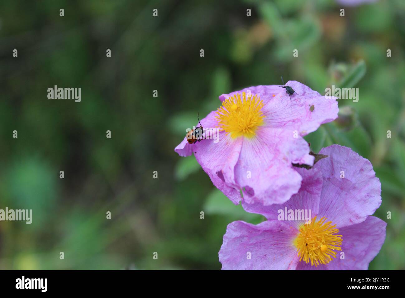 Ladybug on A Purple Flower Photograph Stock Photo