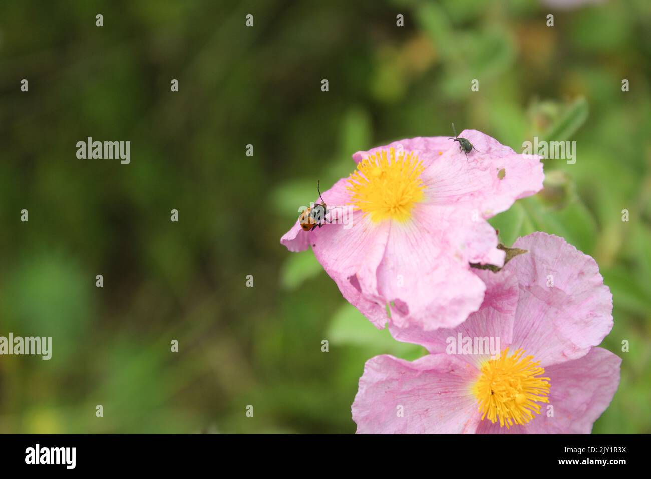 Ladybug on A Purple Flower Photograph Stock Photo