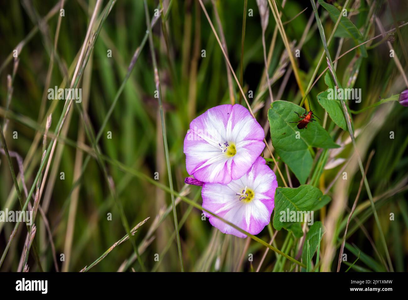 Trumpet-shaped white and pink flowers of field bindweed or Convolvulus arvensis L, close up Stock Photo