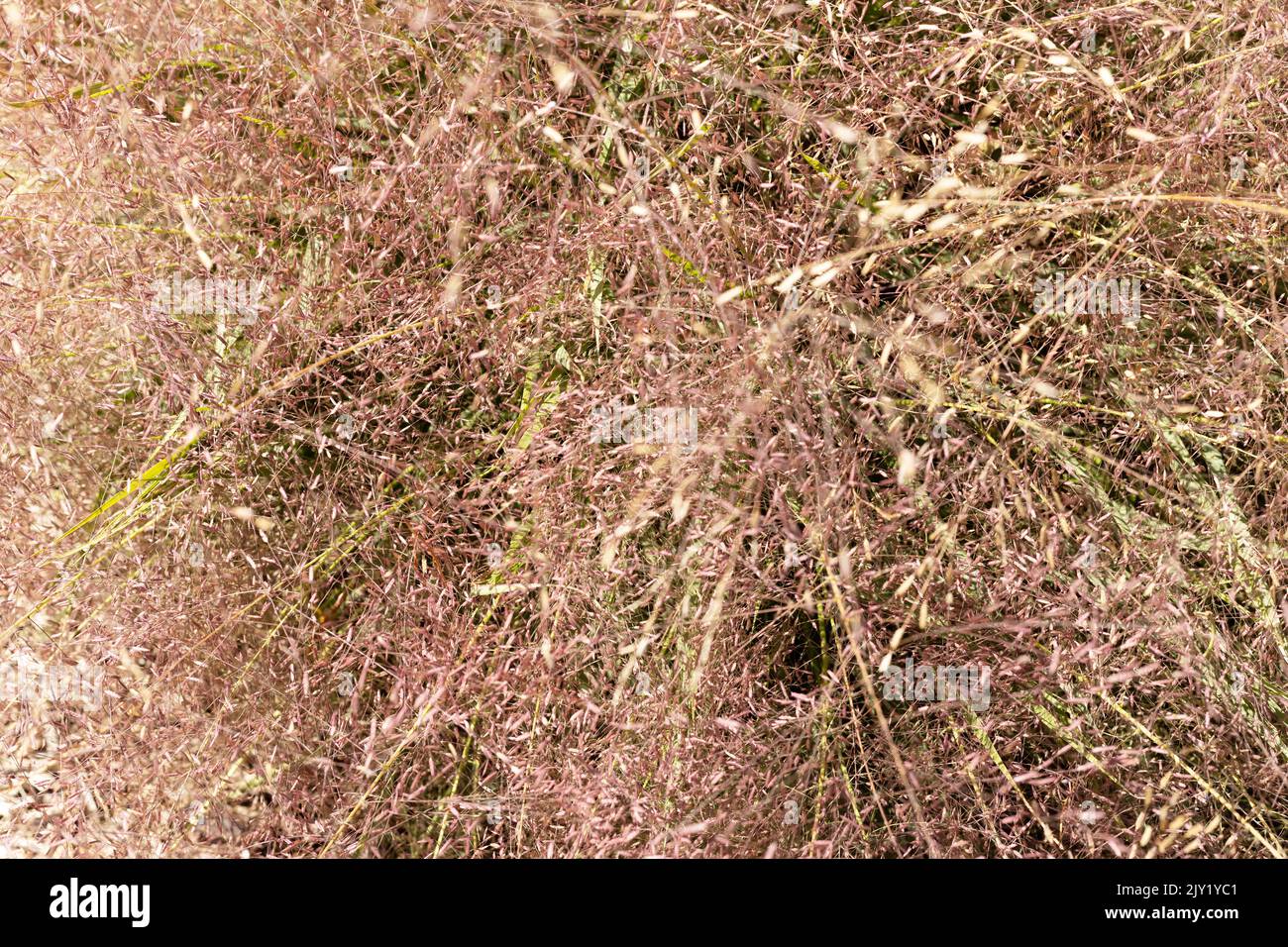 Eragrostis spectabilis - purple love grass. Stock Photo