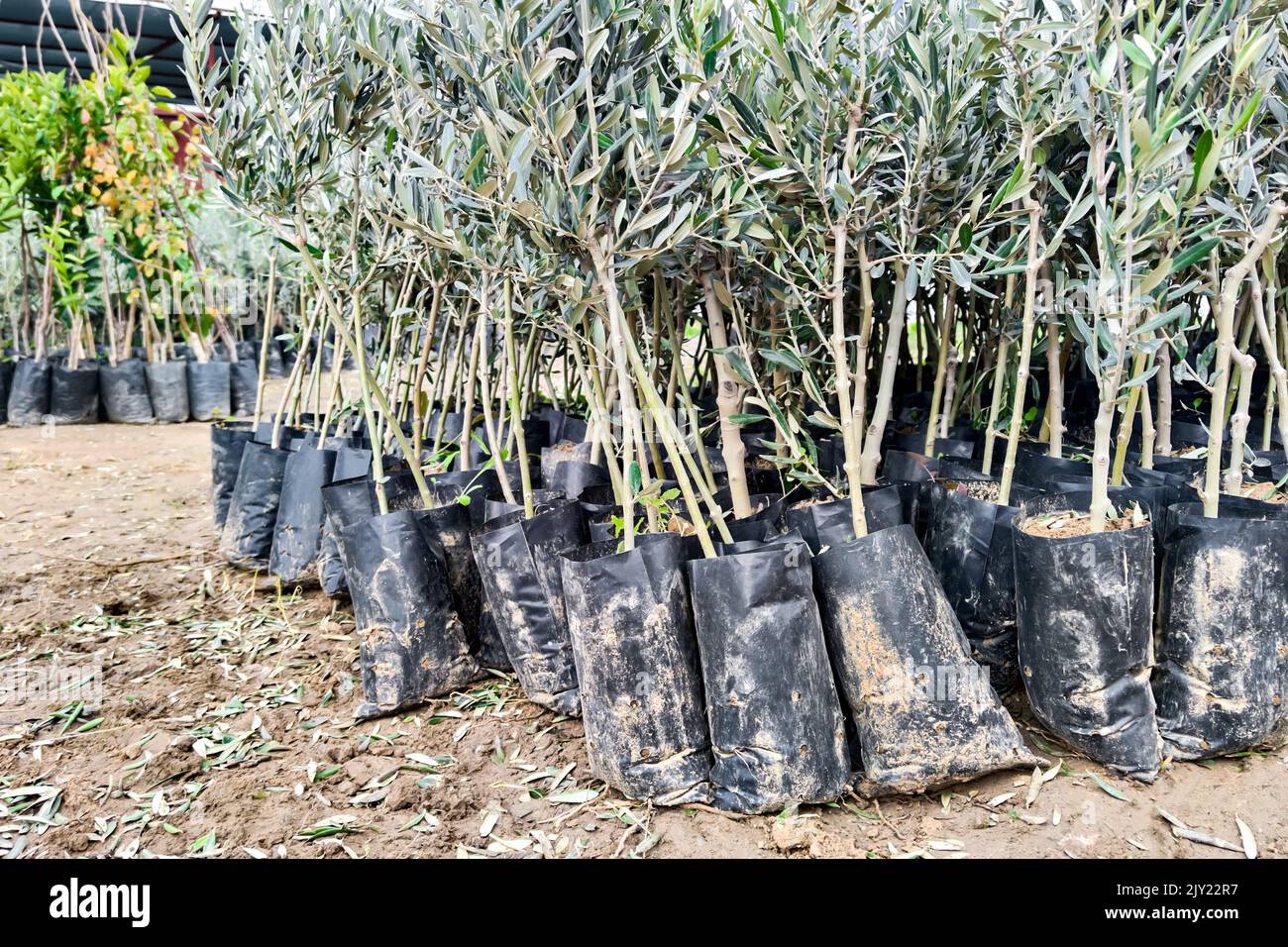 Many olive tree seedlings in plant nursery prepared for sale, for landing. Lower angle Stock Photo