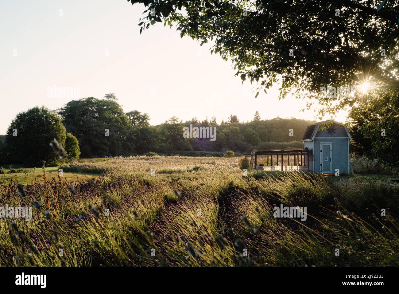 Sunrise at a lavender farm in Sequim, Washington with blue chicken coop