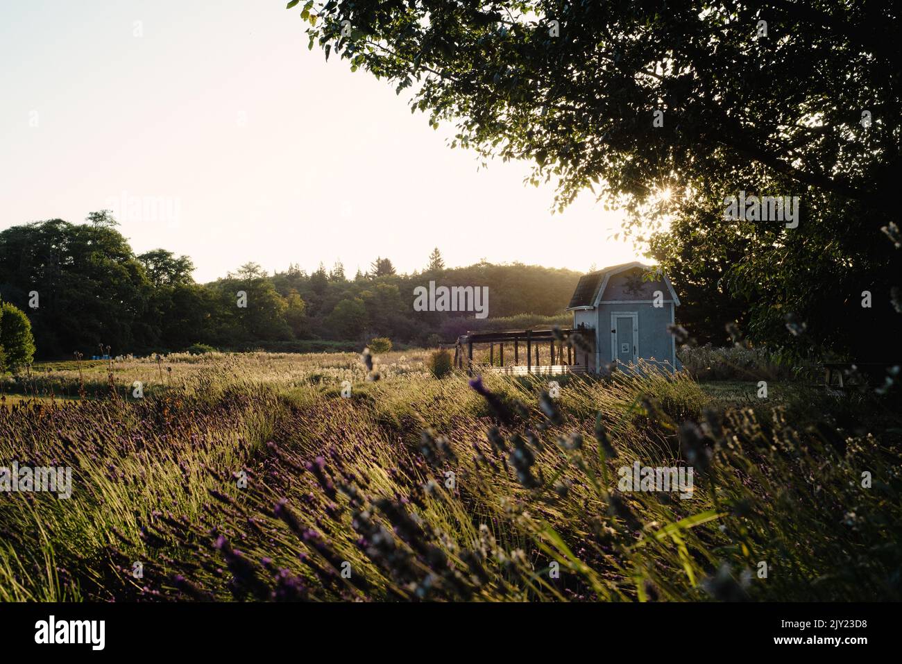 Sunrise at a lavender farm in Sequim, Washington with blue chicken coop